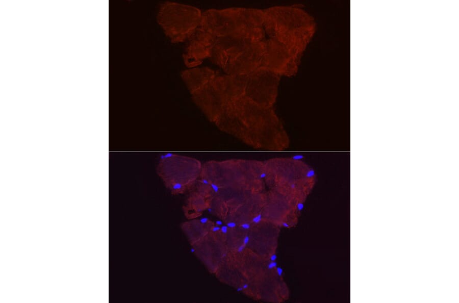 Immunofluorescence - Anti-Fbx32 Antibody (A80674) - Antibodies.com