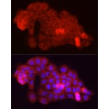 Immunofluorescence - Anti-Fbx32 Antibody (A80674) - Antibodies.com