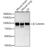 Western Blot - Anti-beta Catenin Antibody (A80679) - Antibodies.com