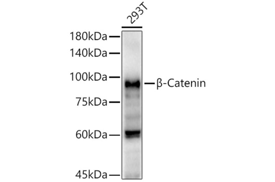 Western Blot - Anti-beta Catenin Antibody (A80679) - Antibodies.com