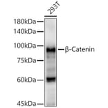 Western Blot - Anti-beta Catenin Antibody (A80679) - Antibodies.com