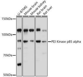 Western Blot - Anti-PI 3 Kinase p85 alpha Antibody (A80680) - Antibodies.com
