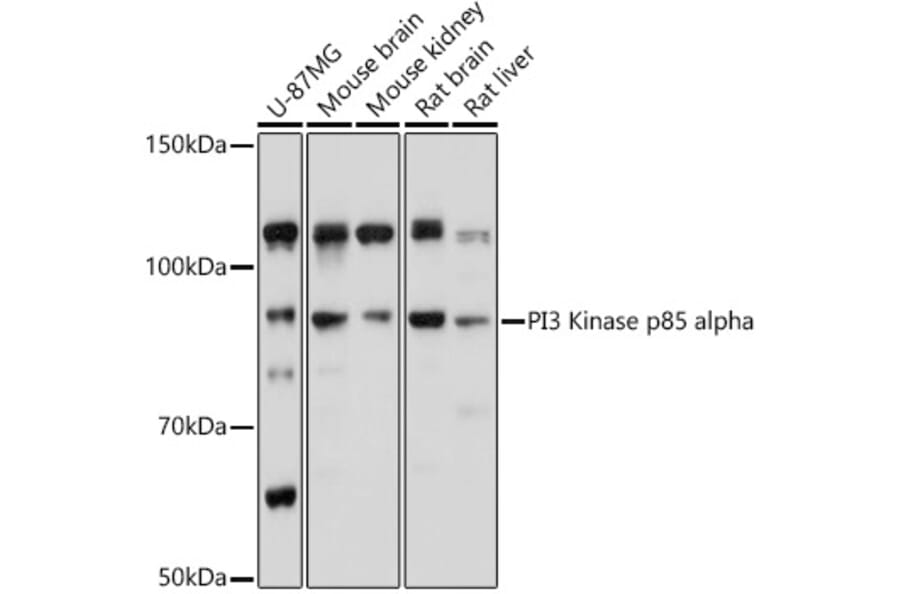 Western Blot - Anti-PI 3 Kinase p85 alpha Antibody (A80680) - Antibodies.com