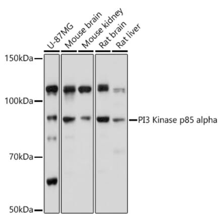 Western Blot - Anti-PI 3 Kinase p85 alpha Antibody (A80680) - Antibodies.com