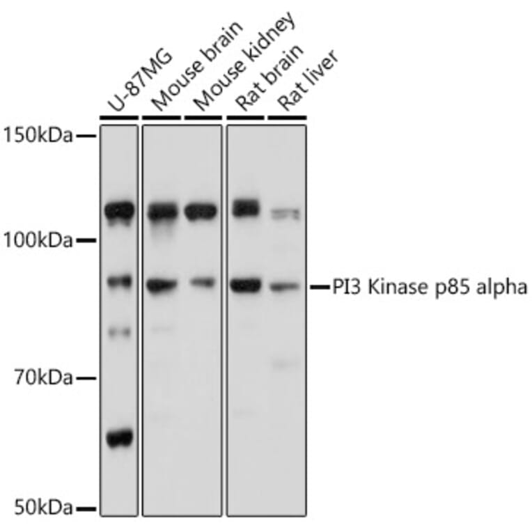 Western Blot - Anti-PI 3 Kinase p85 alpha Antibody (A80680) - Antibodies.com
