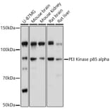 Western Blot - Anti-PI 3 Kinase p85 alpha Antibody (A80680) - Antibodies.com