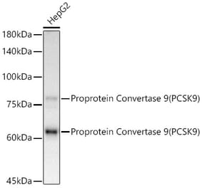 Western Blot - Anti-PCSK9 Antibody [ARC50558] (A80681) - Antibodies.com