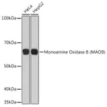 Western Blot - Anti-Monoamine Oxidase B/MAOB Antibody [ARC0641] (A80685) - Antibodies.com