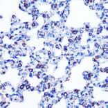 Immunohistochemistry - Anti-Monoamine Oxidase B/MAOB Antibody [ARC0641] (A80685) - Antibodies.com