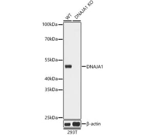 Western Blot - Anti-DNAJA1 Antibody (A80686) - Antibodies.com