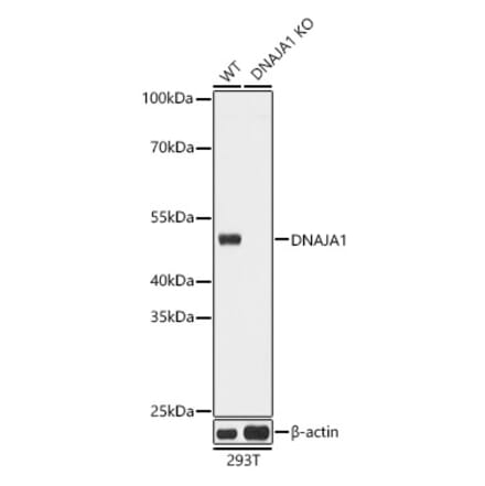 Western Blot - Anti-DNAJA1 Antibody (A80686) - Antibodies.com