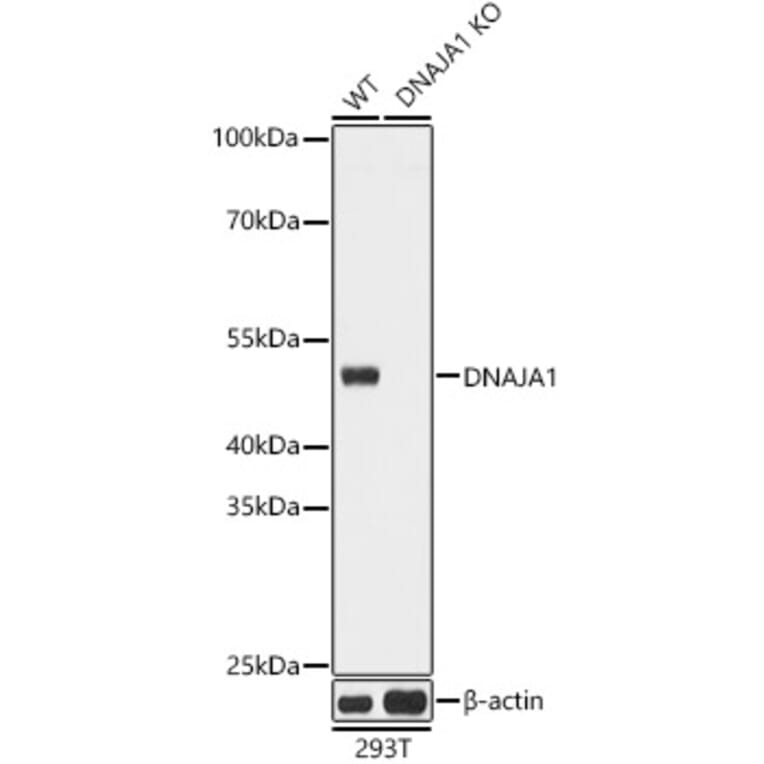 Western Blot - Anti-DNAJA1 Antibody (A80686) - Antibodies.com