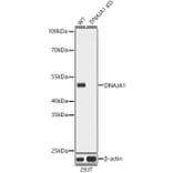 Western Blot - Anti-DNAJA1 Antibody (A80686) - Antibodies.com