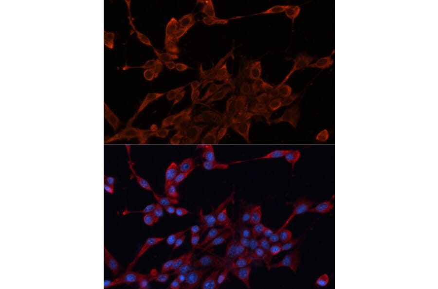 Immunofluorescence - Anti-DNAJA1 Antibody (A80686) - Antibodies.com