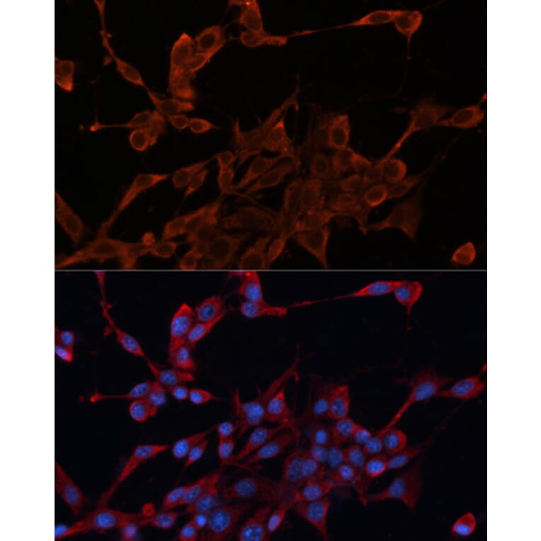Immunofluorescence - Anti-DNAJA1 Antibody (A80686) - Antibodies.com