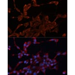 Immunofluorescence - Anti-DNAJA1 Antibody (A80686) - Antibodies.com