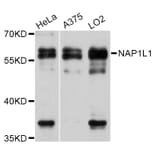 Western Blot - Anti-NAP1L1 Antibody (A11610) - Antibodies.com