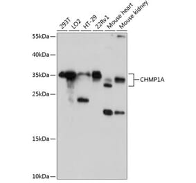 Western Blot - Anti-CHMP1A Antibody (A80689) - Antibodies.com