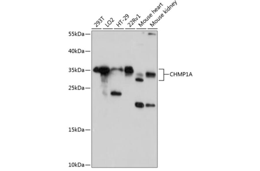 Western Blot - Anti-CHMP1A Antibody (A80689) - Antibodies.com