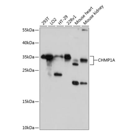 Western Blot - Anti-CHMP1A Antibody (A80689) - Antibodies.com