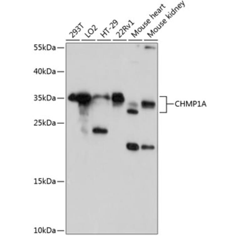 Western Blot - Anti-CHMP1A Antibody (A80689) - Antibodies.com
