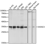 Western Blot - Anti-EXOSC3 Antibody (A80690) - Antibodies.com