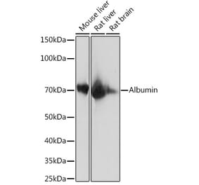 Western Blot - Anti-Bovine Serum Albumin Antibody [ARC0647] (A80691) - Antibodies.com