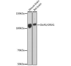 Western Blot - Anti-Glutamate Receptor 1 (AMPA subtype) Antibody [ARC0657] (A80695) - Antibodies.com