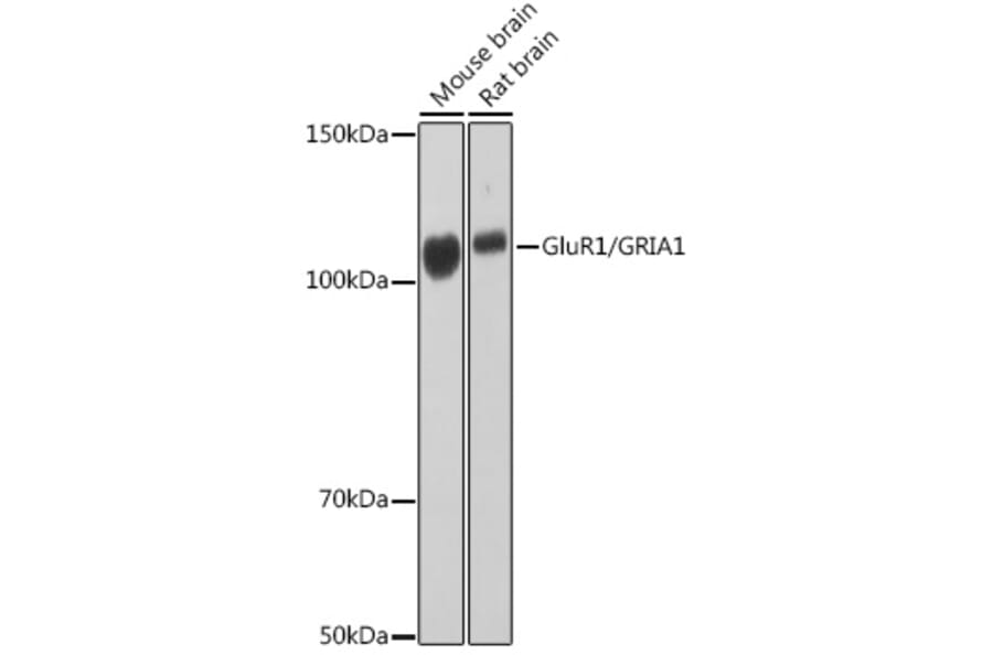 Western Blot - Anti-Glutamate Receptor 1 (AMPA subtype) Antibody [ARC0657] (A80695) - Antibodies.com
