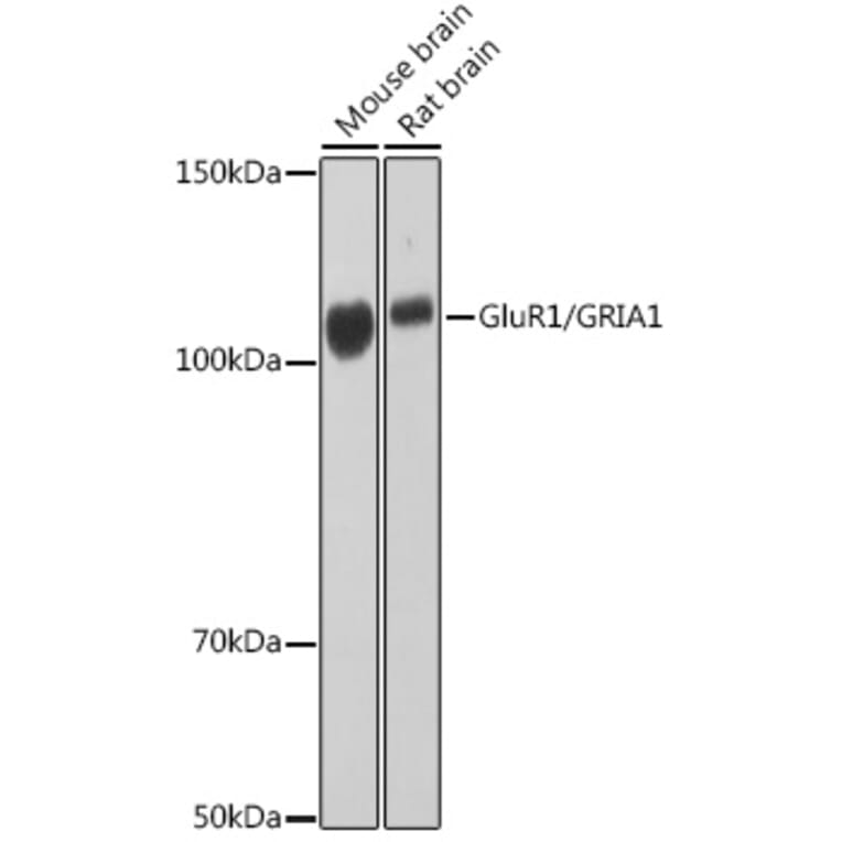 Western Blot - Anti-Glutamate Receptor 1 (AMPA subtype) Antibody [ARC0657] (A80695) - Antibodies.com