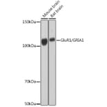 Western Blot - Anti-Glutamate Receptor 1 (AMPA subtype) Antibody [ARC0657] (A80695) - Antibodies.com