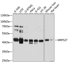 Western Blot - Anti-MRPS27 Antibody (A80699) - Antibodies.com