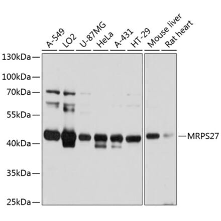 Western Blot - Anti-MRPS27 Antibody (A80699) - Antibodies.com