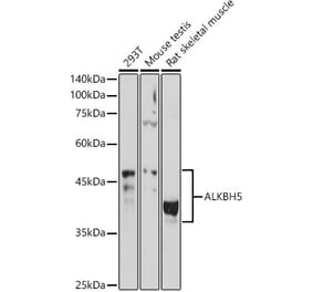 Western Blot - Anti-ALKBH5 Antibody (A80704) - Antibodies.com