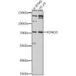 Western Blot - Anti-KCNK10 Antibody (A11696) - Antibodies.com