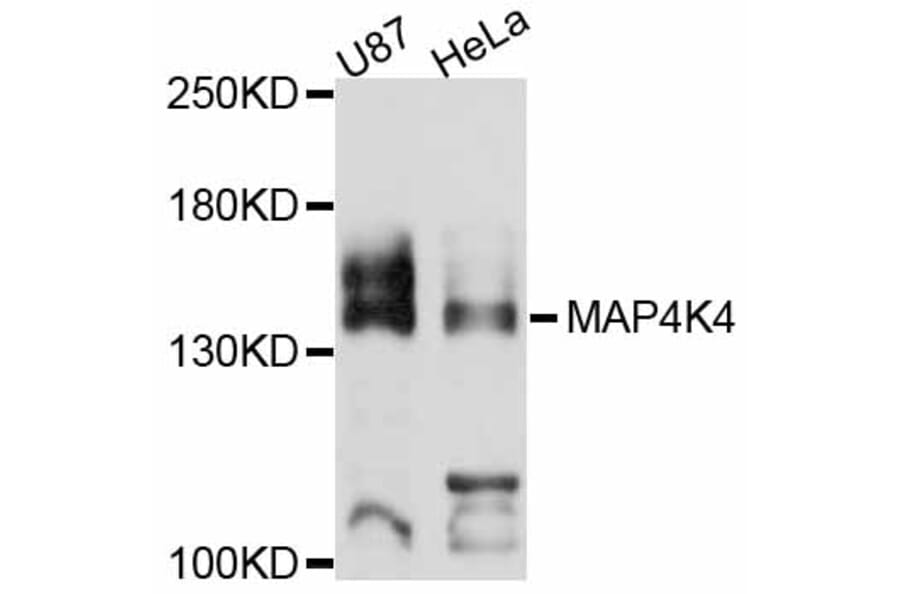 Western Blot - Anti-MAP4K4 Antibody (A11706) - Antibodies.com