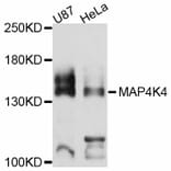 Western Blot - Anti-MAP4K4 Antibody (A11706) - Antibodies.com