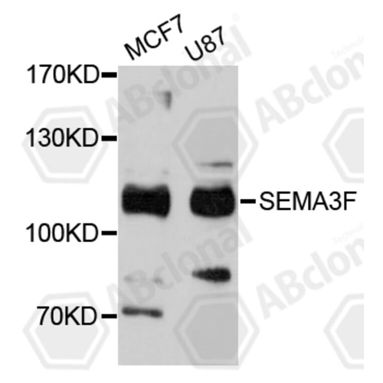Western Blot - Anti-SEMA3F Antibody (A11713) - Antibodies.com
