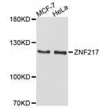 Western Blot - Anti-ZNF217 Antibody (A11812) - Antibodies.com
