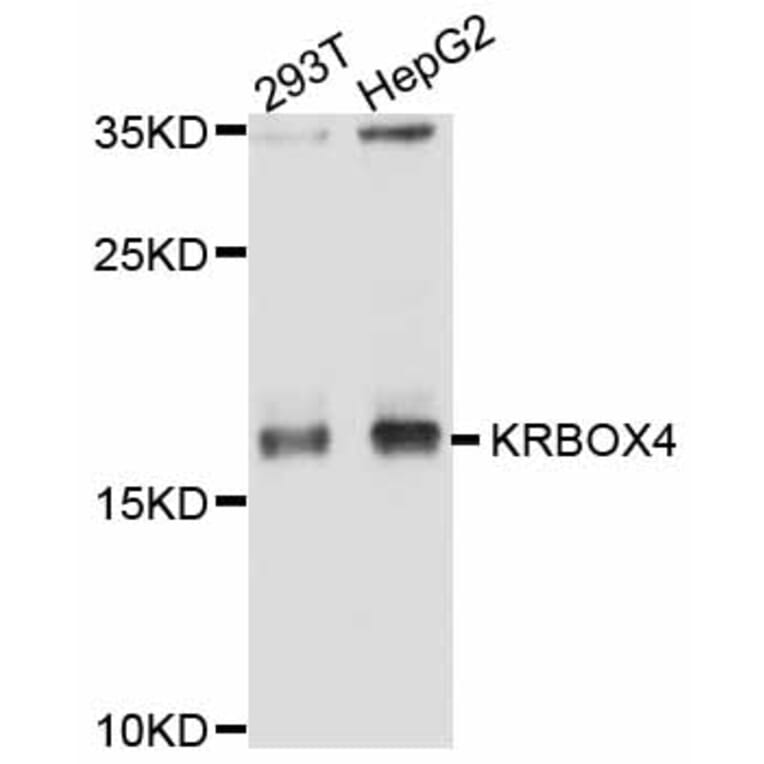 Western Blot - Anti-KRBOX4 Antibody (A11815) - Antibodies.com