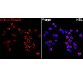 Immunofluorescence - Anti-CD41 Antibody (A80725) - Antibodies.com