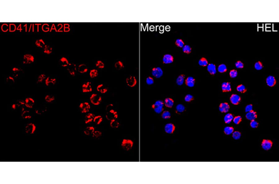 Immunofluorescence - Anti-CD41 Antibody (A80725) - Antibodies.com