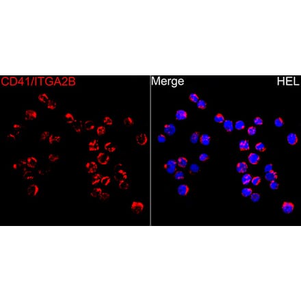 Immunofluorescence - Anti-CD41 Antibody (A80725) - Antibodies.com