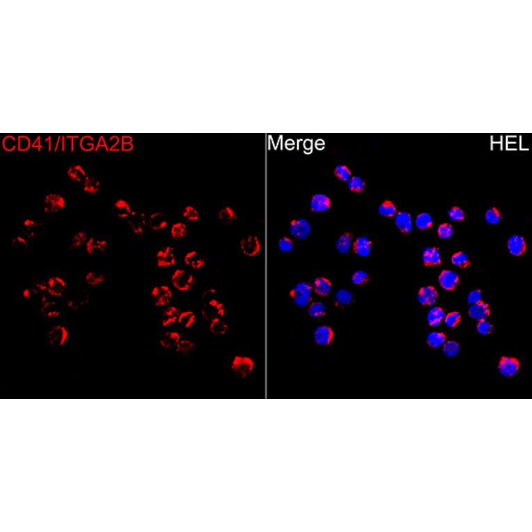 Immunofluorescence - Anti-CD41 Antibody (A80725) - Antibodies.com