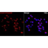 Immunofluorescence - Anti-CD41 Antibody (A80725) - Antibodies.com