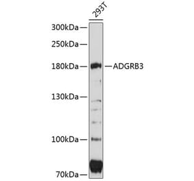 Western Blot - Anti-BAI3 Antibody (A80727) - Antibodies.com