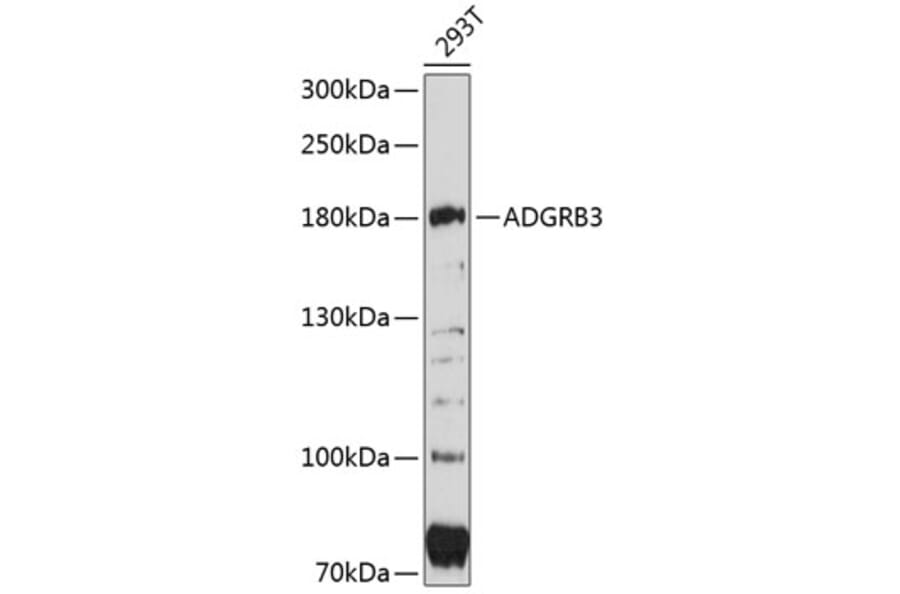 Western Blot - Anti-BAI3 Antibody (A80727) - Antibodies.com