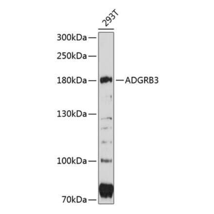 Western Blot - Anti-BAI3 Antibody (A80727) - Antibodies.com