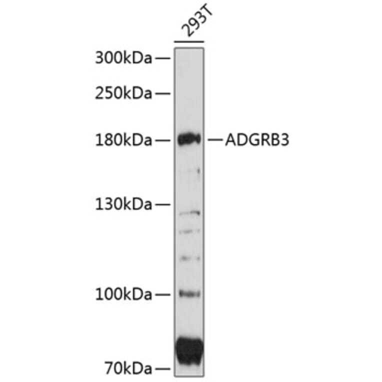 Western Blot - Anti-BAI3 Antibody (A80727) - Antibodies.com
