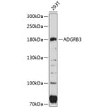Western Blot - Anti-BAI3 Antibody (A80727) - Antibodies.com
